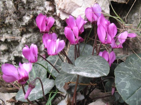 ciclamini parco delle ferriere di Casto